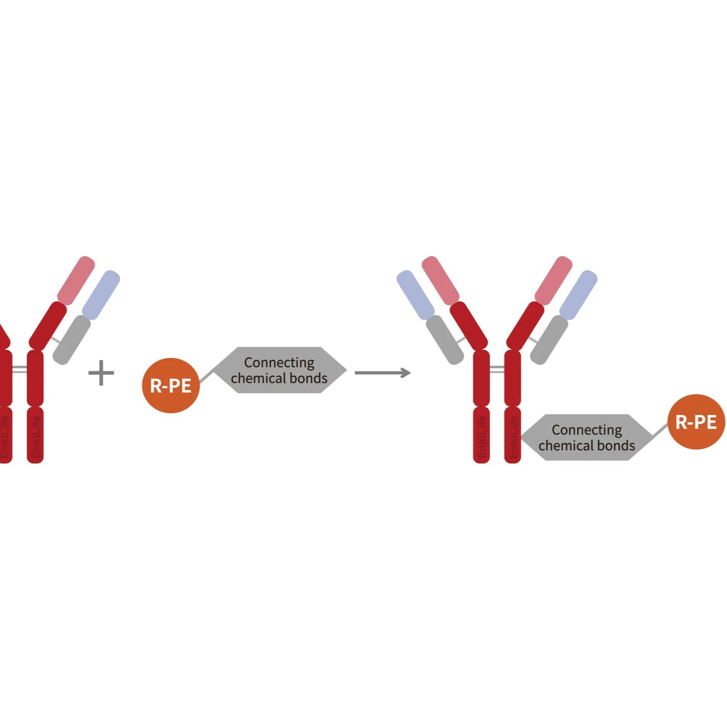藻红蛋白(R-PE)抗体快速标记试剂盒