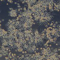 浙江（杭州）美森 小鼠骨髓来源树突状细胞 DC2.4