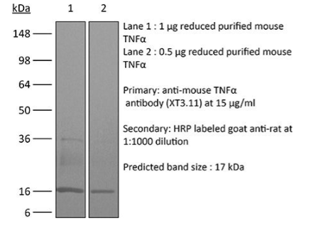 InVivoPlus抗小鼠TNFα-把握促销时机，生物试剂助力科研突破