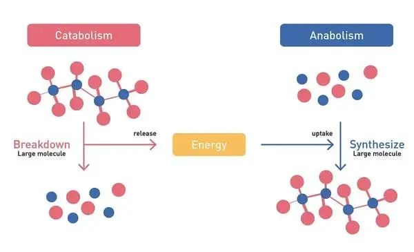 酶标仪上细菌代谢的微生物学应用