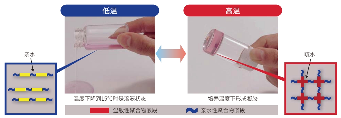 类器官时代即将来临？FDA宣布计划逐步淘汰动物实验并采用类器官等新技术！