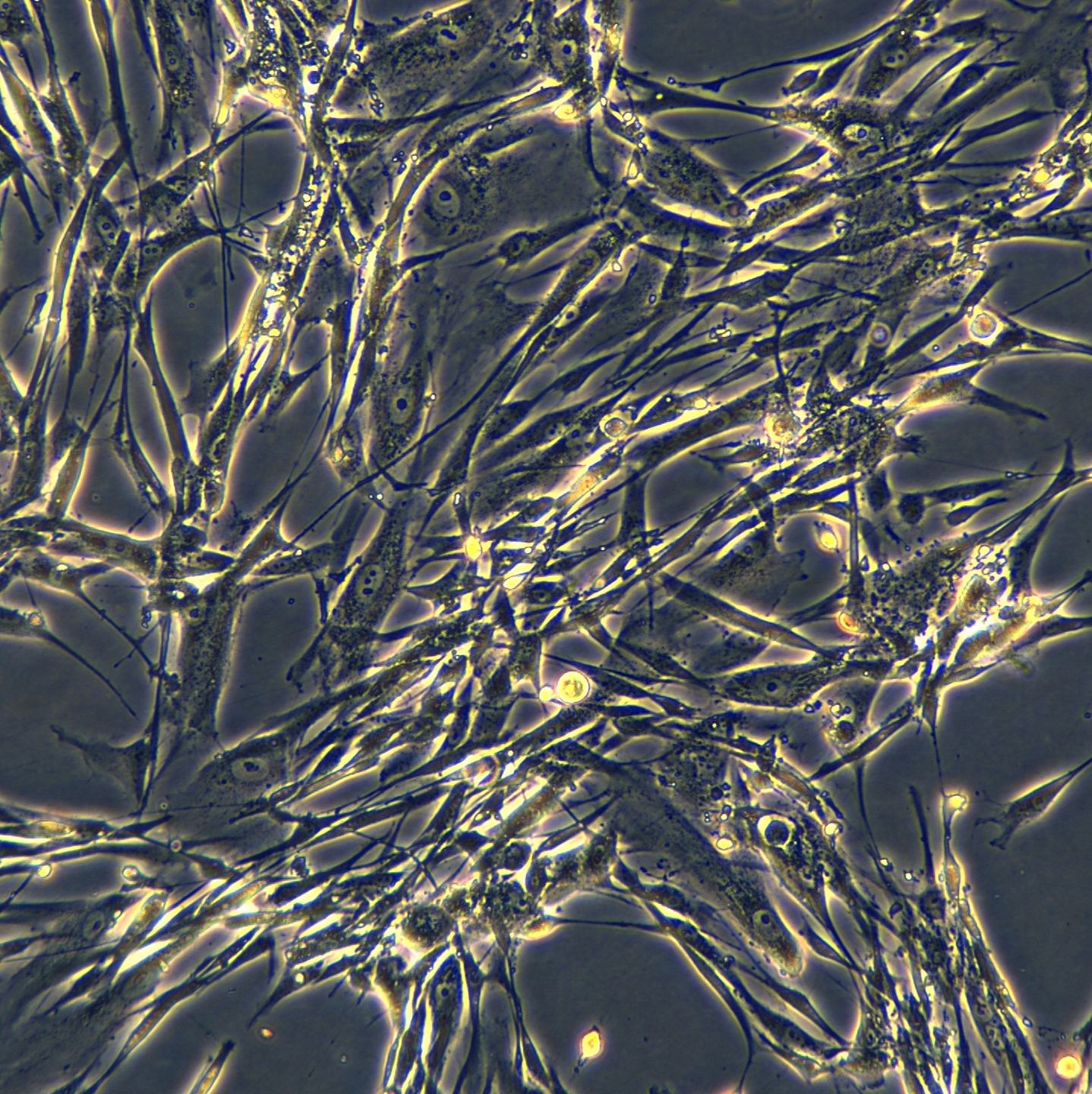 人胚肺成纤维细胞IMR-90