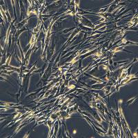 人胚肺成纤维细胞IMR-90