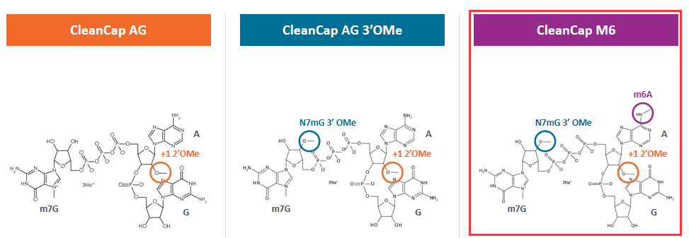 M6 mRNAs.png