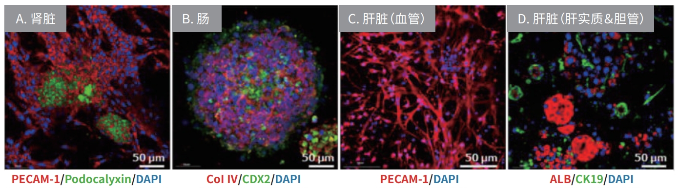 类器官时代即将来临？FDA宣布计划逐步淘汰动物实验并采用类器官等新技术！