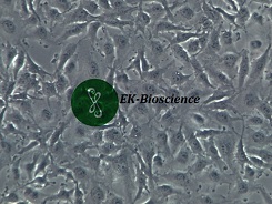 C918细胞人黑色素瘤细胞种类