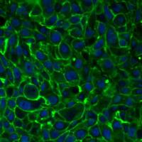 Enhanced DiO(细胞膜绿色荧光探针增强款)