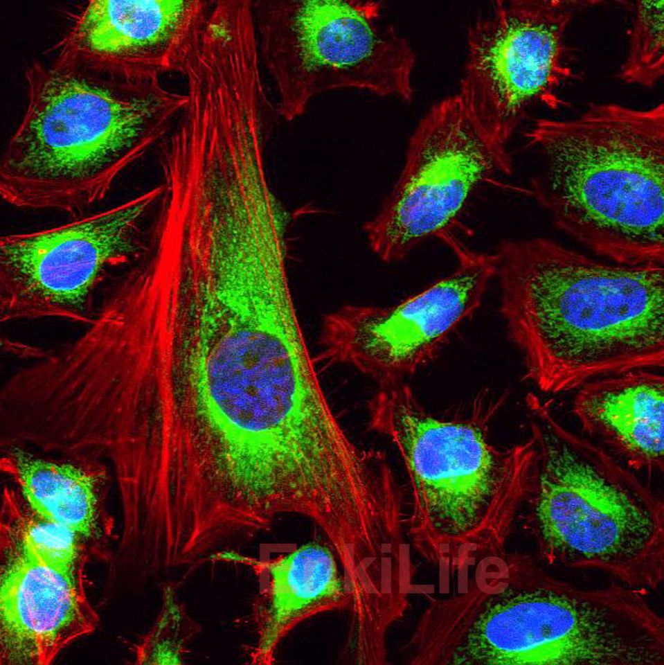 Fluorescein 633-Phalloidin（荧光素633标记鬼笔环肽）