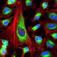 Fluorescein 633-Phalloidin（荧光素633标记鬼笔环肽）