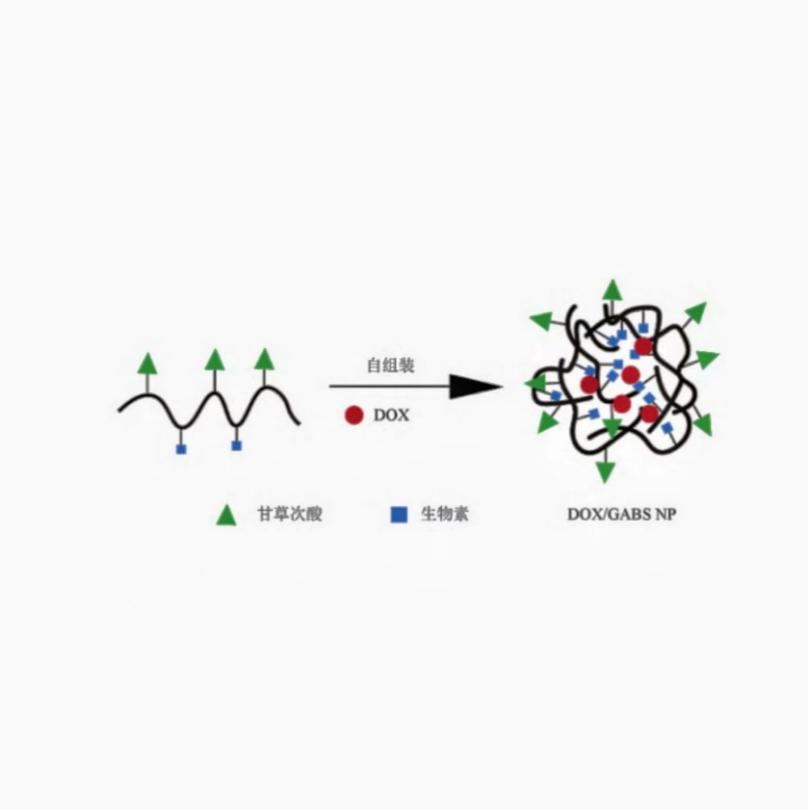 负载牡荆苷的纳米颗粒被三甲基壳聚糖修饰 Vitexin@NPs-TMC