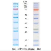 Prestained protein marker(10-180kDa)