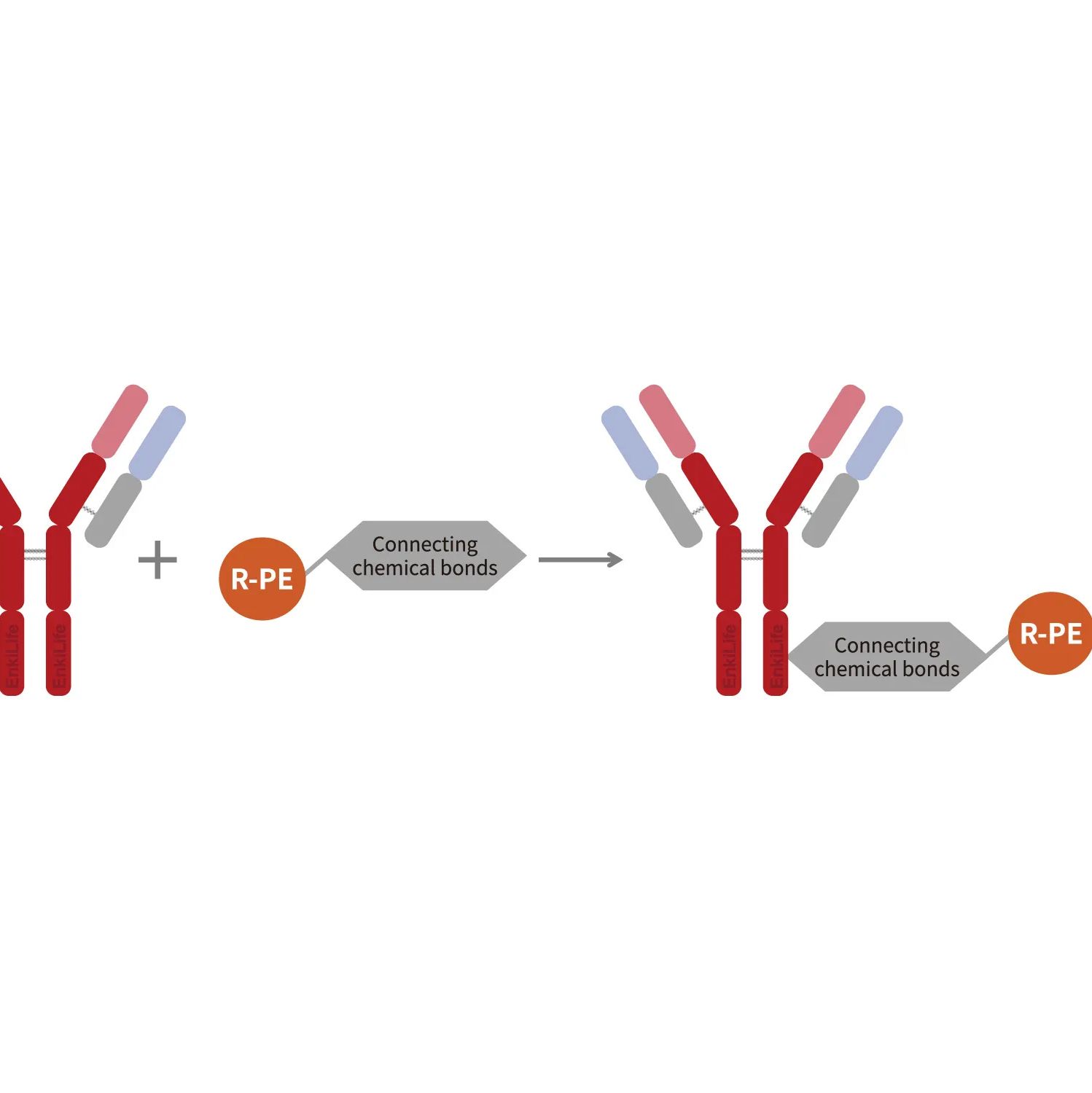 PE-Cy5.5串联染料抗体快速标记试剂盒