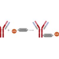 PE-Cy5.5串联染料抗体快速标记试剂盒
