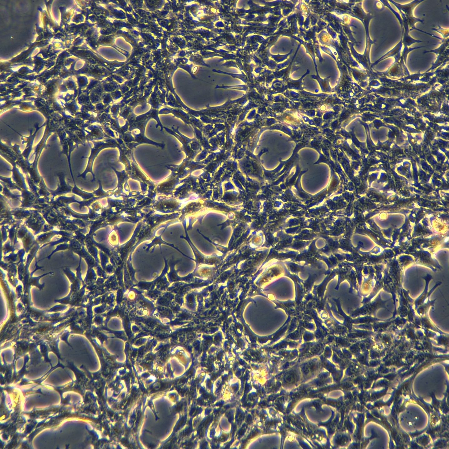 小鼠肝癌细胞 Hep-53.4