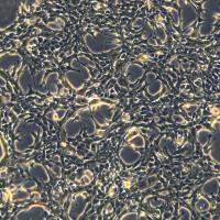 小鼠肝癌细胞 Hep-53.4