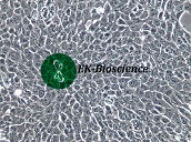 4T1细胞常见问题及解决方案