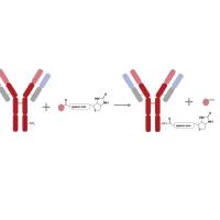 Sulfo-NHS-SS-二硫生物素标记试剂盒
