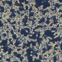 浙江美森-人前列腺癌细胞C4-2B