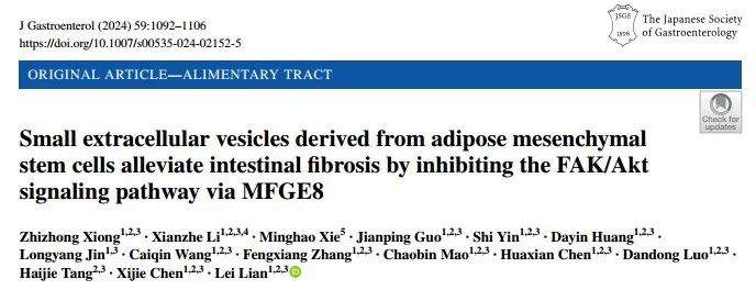 J Gastroenterol｜肠道纤维化新希望：脂肪间充质干细胞小胞外囊泡如何借助MFGE8靶向FAK/Akt发挥抗纤维化作用