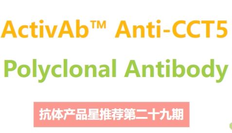 抗体产品星推荐第二十九期|ActivAb™Anti-CCT5 Polyclonal Antibody