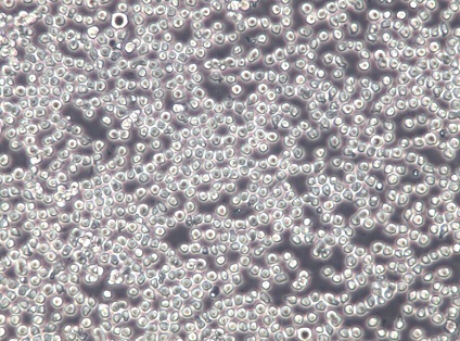 CA46细胞来源ATCC价格货期