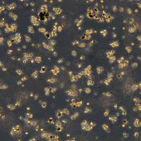 浙江美森-人肺鳞状细胞癌细胞NCI-H1385