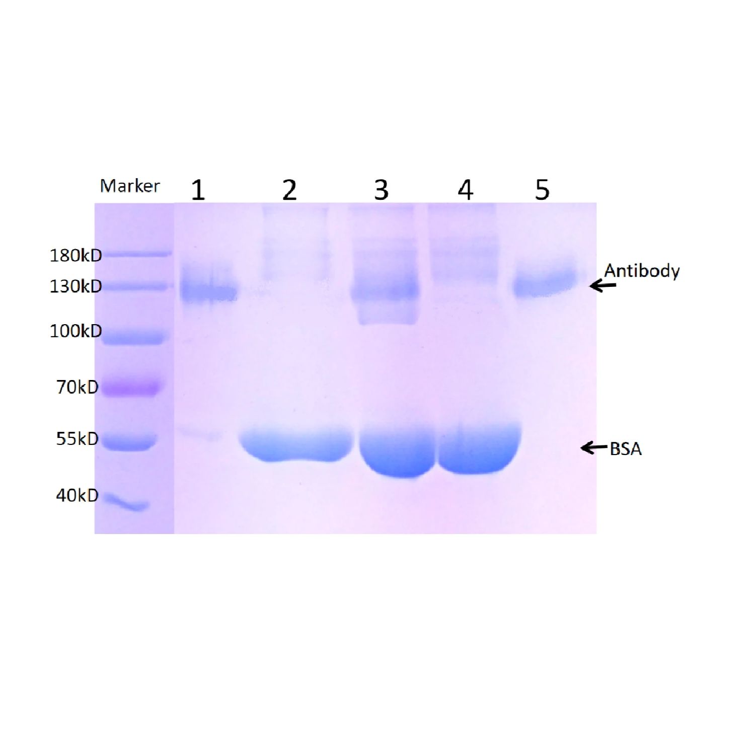抗体中BSA去除试剂盒
