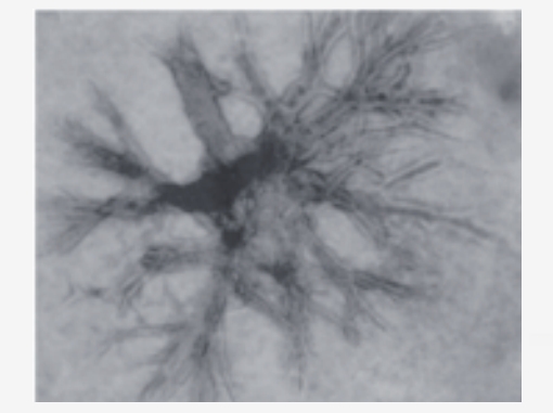 类器官时代即将来临？FDA宣布计划逐步淘汰动物实验并采用类器官等新技术！