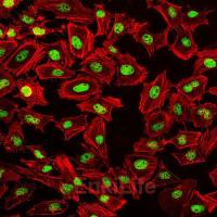 Fluorescein 555-Phalloidin(荧光素555标记鬼笔环肽)