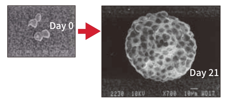 类器官时代即将来临？FDA宣布计划逐步淘汰动物实验并采用类器官等新技术！