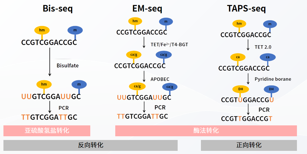 干货 | 甲基化转化方式大揭秘：从经典到前沿的技术革新