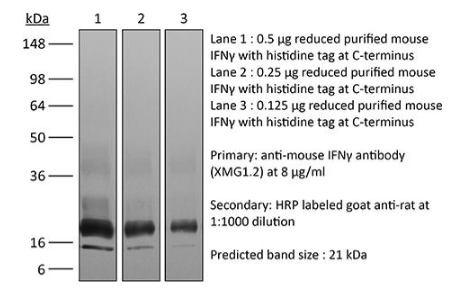 InVivoPlus抗小鼠IFNγ，开启限时抢购