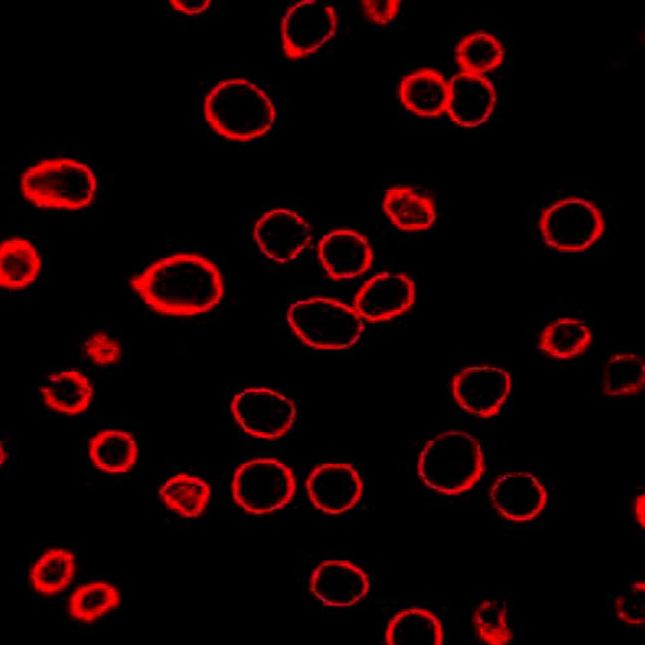 DiD（细胞膜红色荧光探针）