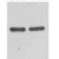 Anti-MBP Mouse Monoclonal Antibody MBP小鼠源单克隆标签抗体