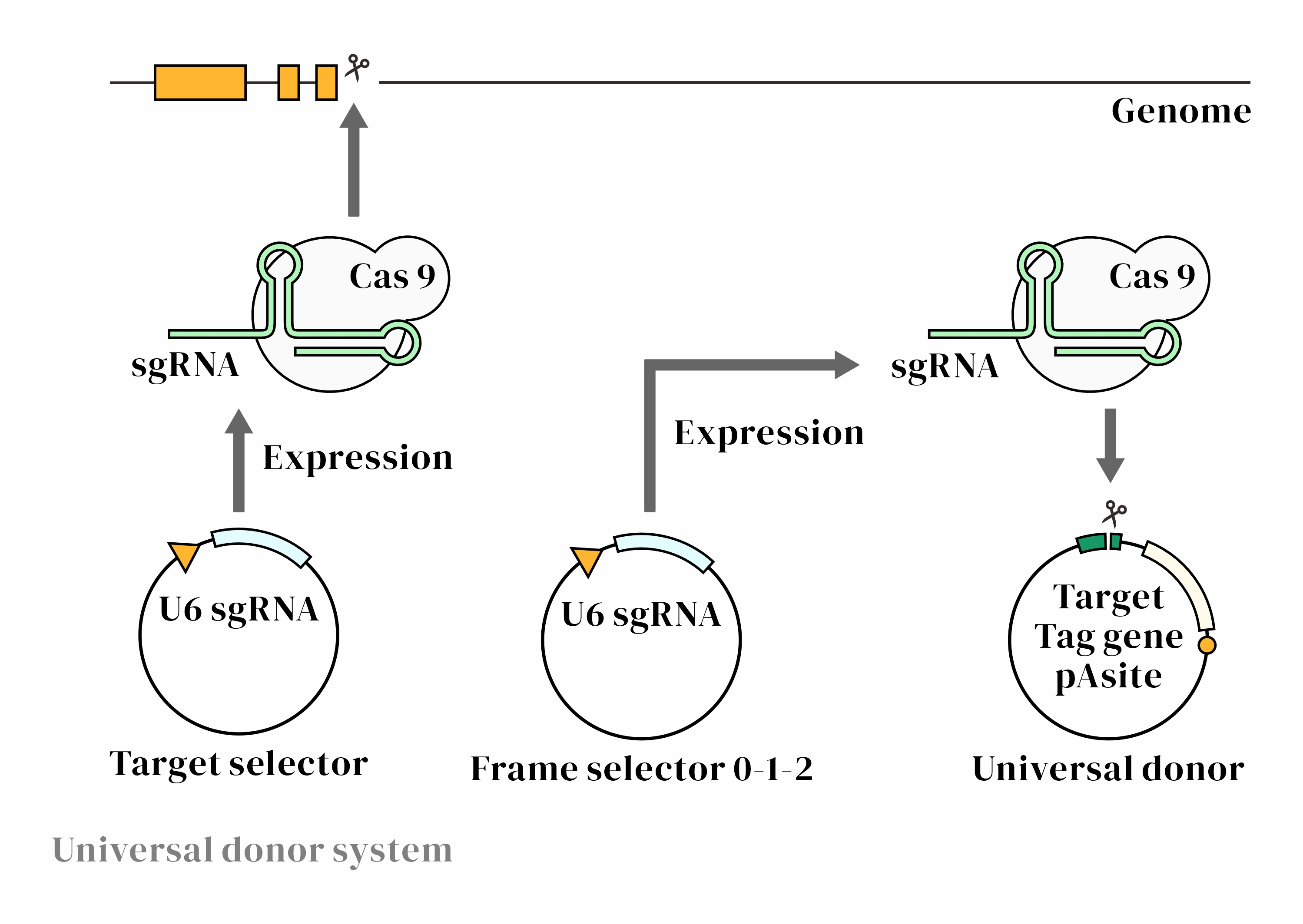 CRISPR/cas9基因敲入/插入细胞服务(荧光蛋白定点敲