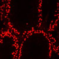 DRAQ5活细胞DNA染料