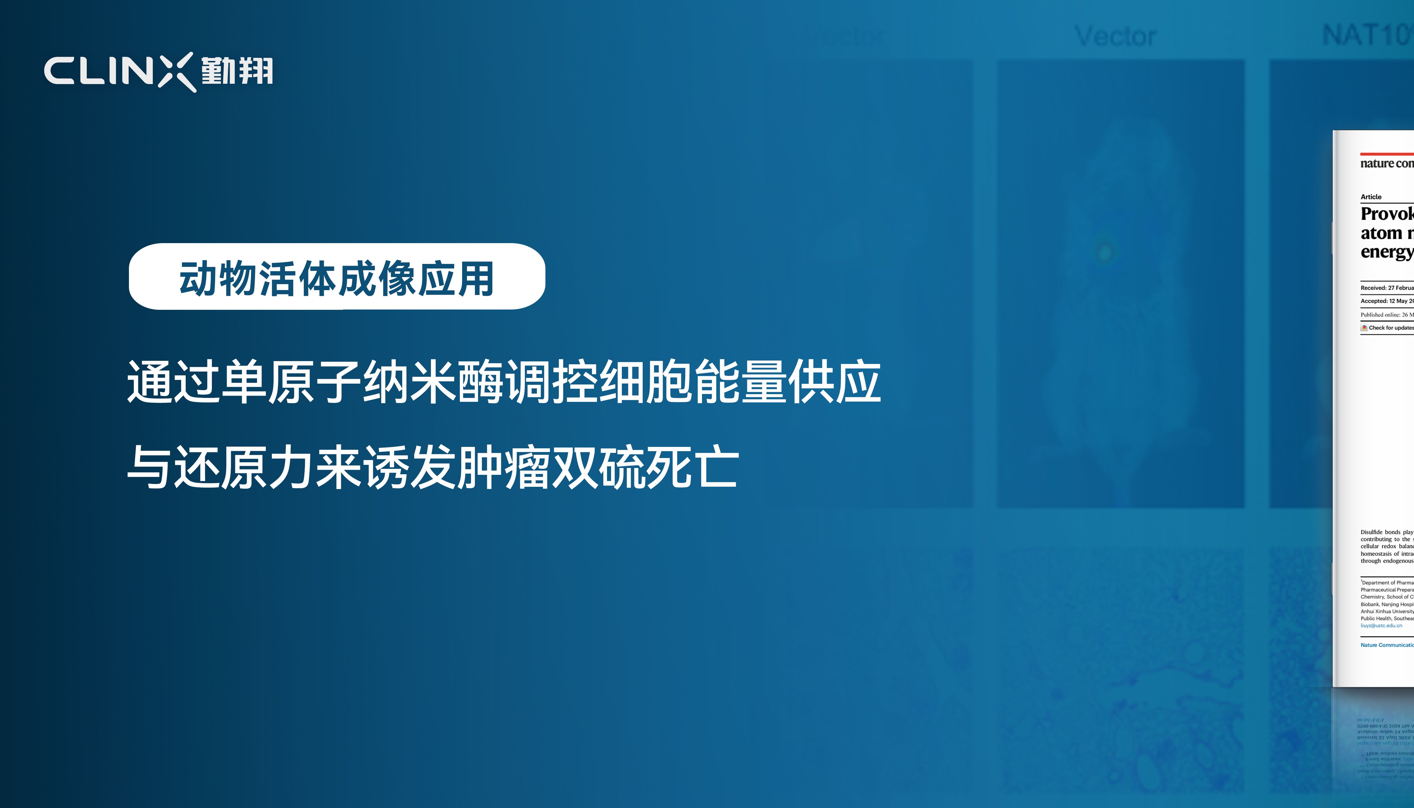 小动物活体成像应用案例|通过单原子纳米酶调控细胞能量供应与还原力来诱发肿瘤双硫死亡