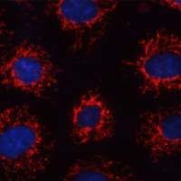 4-Di-1-ASP线粒体荧光探针