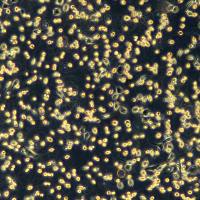 小鼠成纤维细胞 NCTC clone 929