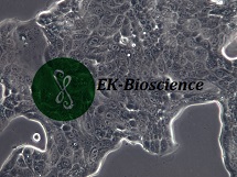 Calu-3细胞肺癌贴壁STR鉴定