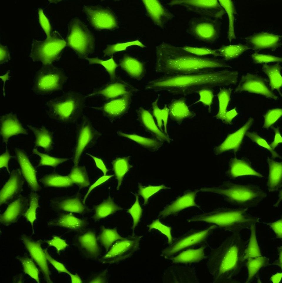 5(6)-CFDA,SE（5(6)-羧基荧光素二乙酸，琥珀酰亚胺酯）