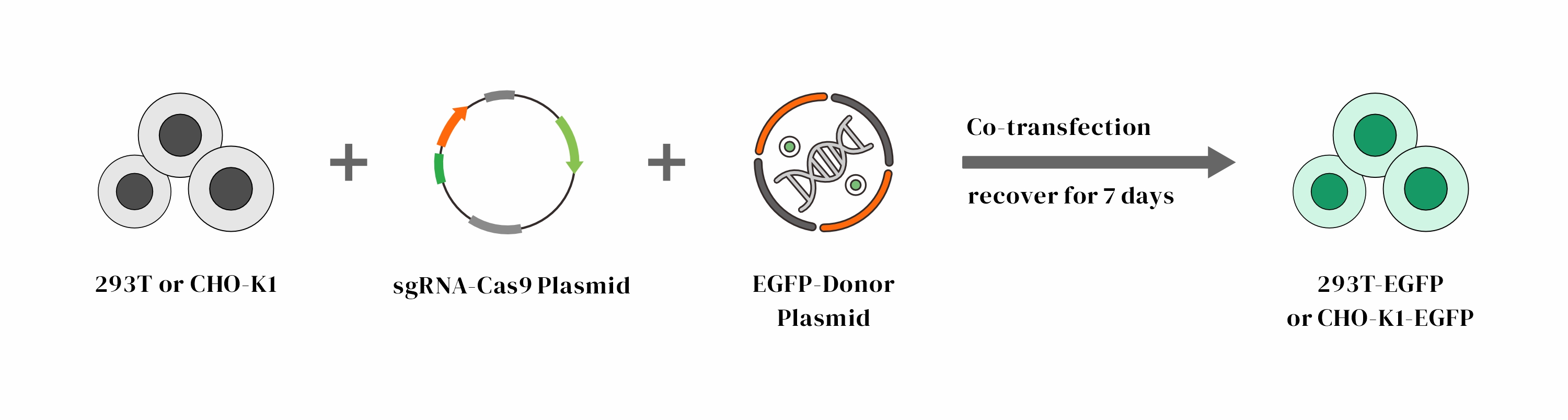 CRISPR/cas9基因敲入/插入细胞服务(荧光蛋白定点敲