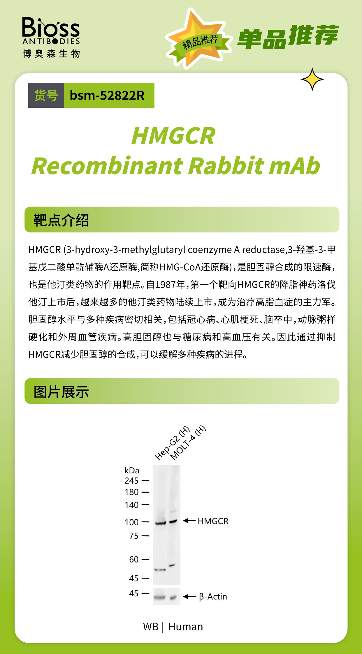 Bioss 星推荐 | HMGCR 抗体