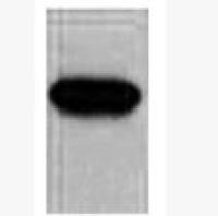 Anti-c-Myc Tag Mouse Monoclonal Antibody(4F9)-HRP conjugated