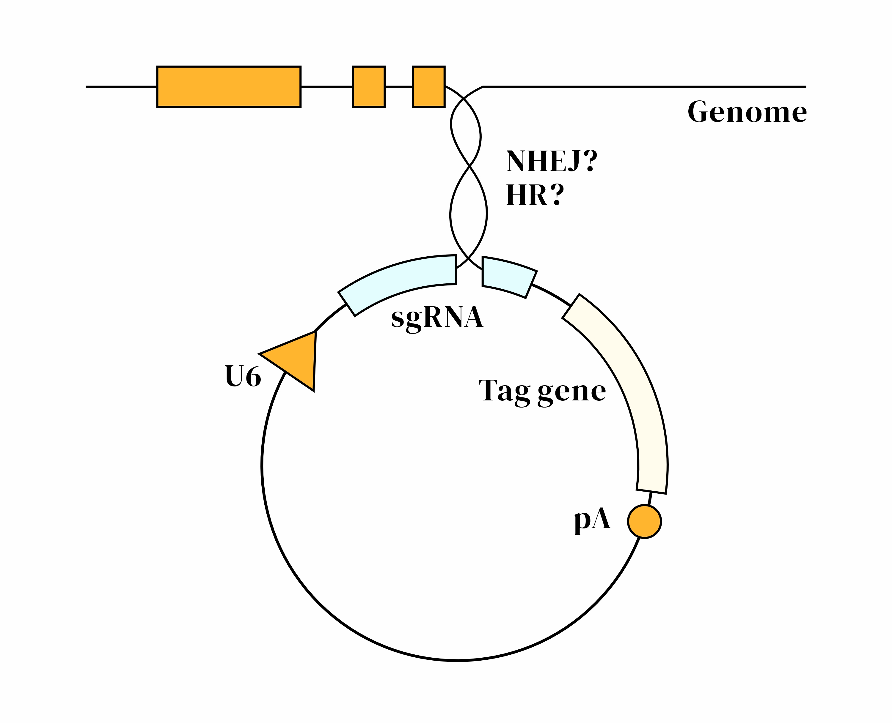 CRISPR/cas9基因敲入/插入细胞服务(荧光蛋白定点敲