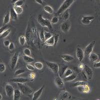 浙江（杭州）美森 人肾皮质近曲小管上皮细胞