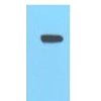 Anti-HA Rabbit Polyclonal Antibody HA兔源多克隆标签抗体