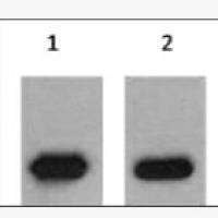 Ant-mCherry Tag Mouse Polyclonal Antibody
