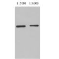 Anti-MBP Rabbit Polyclonal Antibody MBP兔源多克隆标签抗体