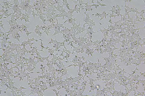 CRISPR/cas9基因敲入/插入细胞服务(荧光蛋白定点敲